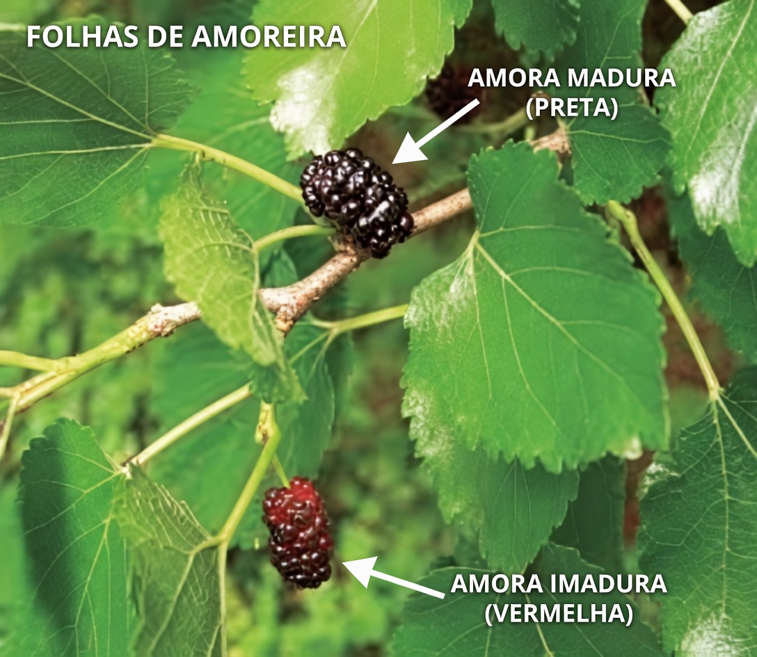 Libere o Poder Desta Folha: Um Aliado Natural Contra o Diabetes e o Mau Colesterol