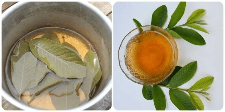 Desvende o Segredo da Natureza para o Seu Sorriso: Top 3 Remédios com Folhas de Goiabeira para Cuidar da Saúde Bucal Diária