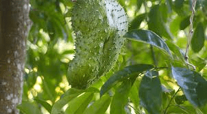 A poderosa folha sobre a qual todos estão falando — o que a pesquisa realmente diz