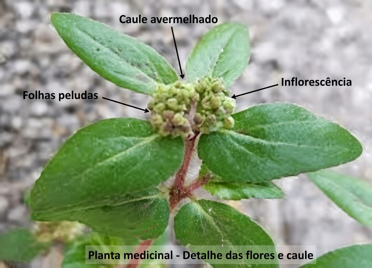 A “erva daninha de jardim” que curandeiros tradicionais usavam para conforto ocular — e a verdade sobre a segurança que a maioria dos vídeos ignora