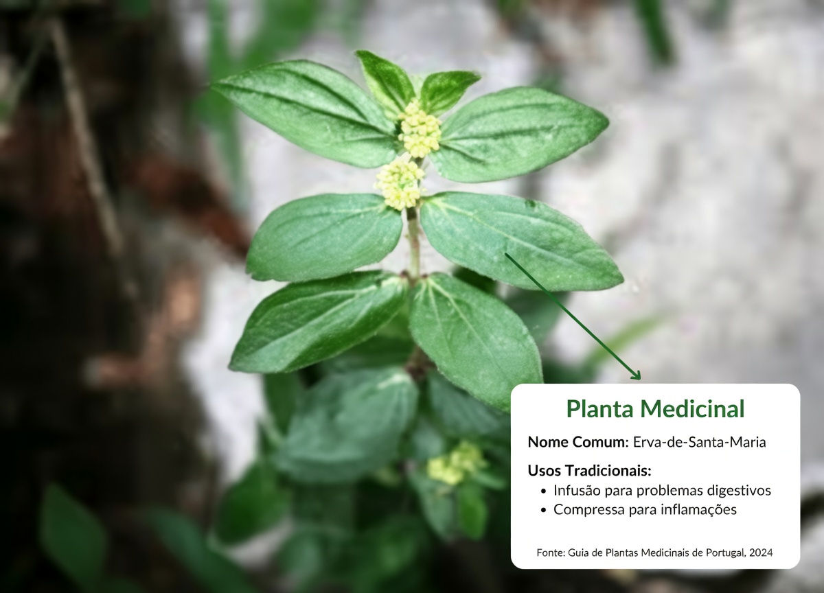 A “erva daninha de jardim” que curandeiros tradicionais usavam para conforto ocular — e a verdade sobre a segurança que a maioria dos vídeos ignora