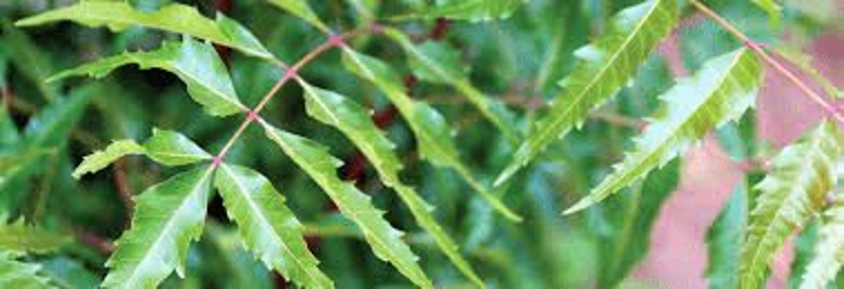 Coma uma folha de nim todas as manhãs por 30 dias – veja o que a ciência diz que pode acontecer com o seu corpo após os 45 anos