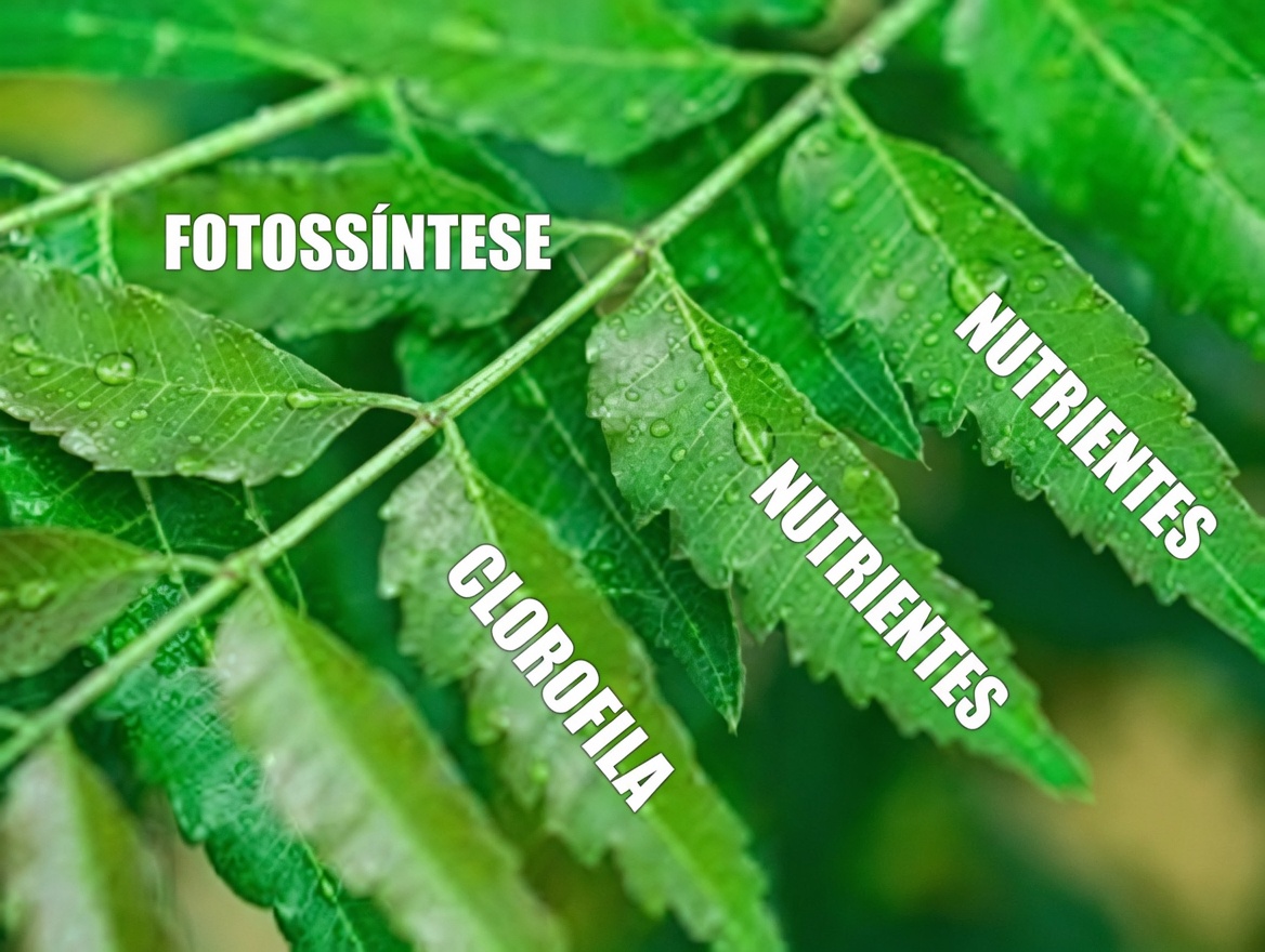 Coma uma folha de nim todas as manhãs por 30 dias – veja o que a ciência diz que pode acontecer com o seu corpo após os 45 anos