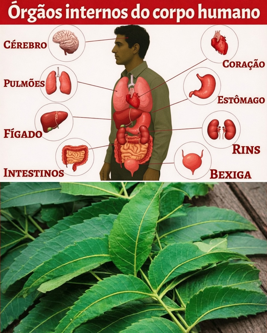 Coma uma folha de nim todas as manhãs por 30 dias – veja o que a ciência diz que pode acontecer com o seu corpo após os 45 anos