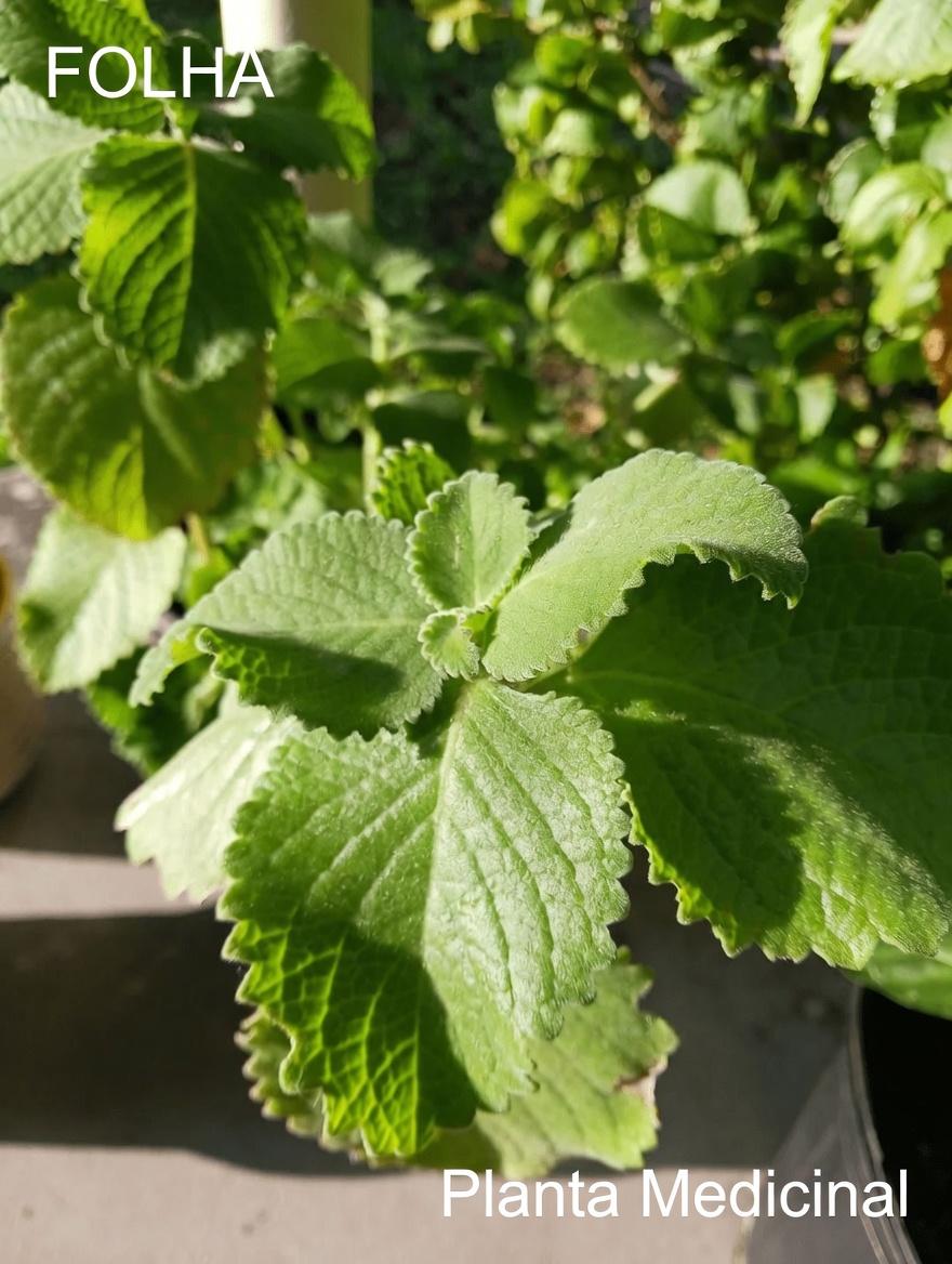 Visão embaçada chegando de mansinho? Essa tendência de bebida de folha de orégano pode surpreender você