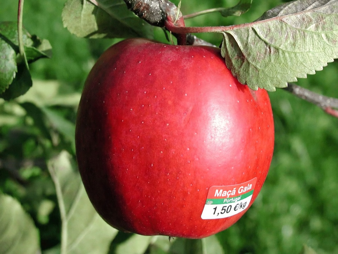 9 Frutas do Dia a Dia que Podem Apoiar Naturalmente a Saúde da Tireoide – Opções Ricas em Nutrientes para Nutrir sua Tireoide