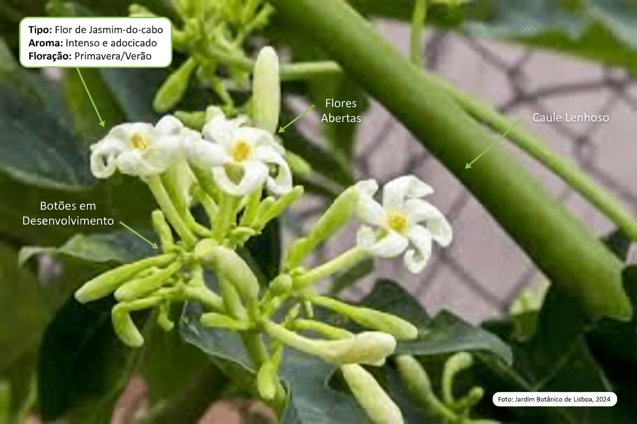 17 Benefícios Incríveis das Flores de Mamão para uma Saúde Ideal Após os 30