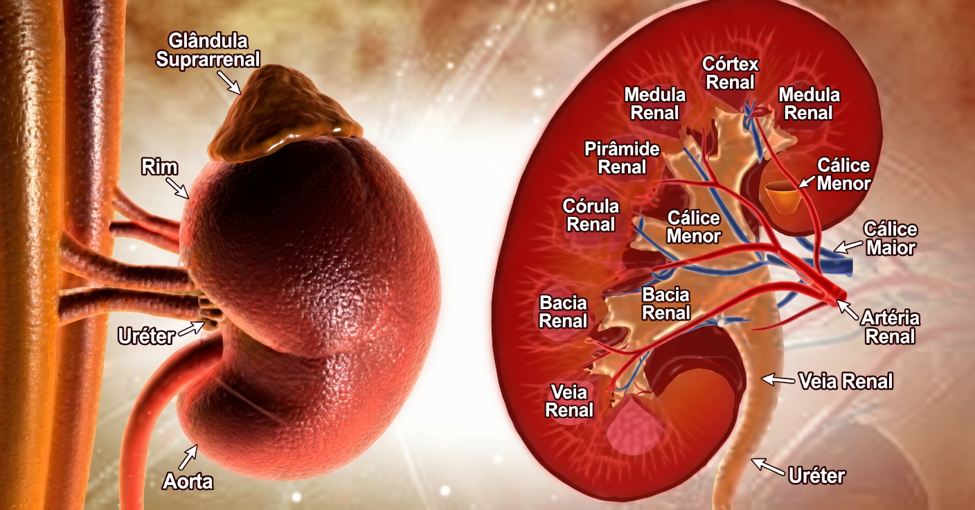 12 Sintomas Silenciosos de Níveis Elevados de Creatinina que Podem Estar Alertando Você Sobre Problemas Renais – A Maioria das Pessoas os Ignora Até Ser Tarde Demais