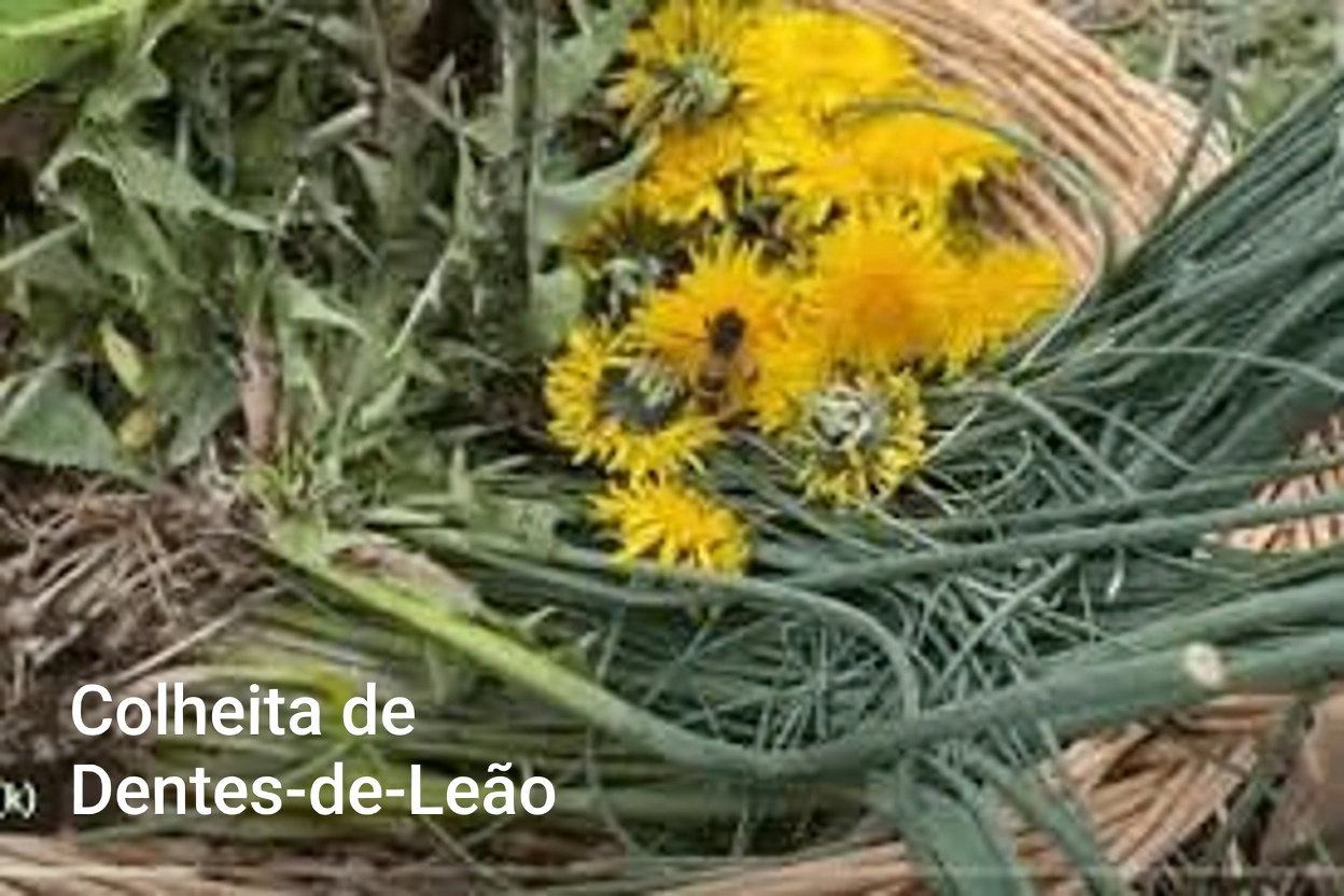 Descubra o Ouro do Jardim: o Poder Oculto do Dente-de-leão – o Superalimento Negligenciado que Pode Transformar a Sua Saúde