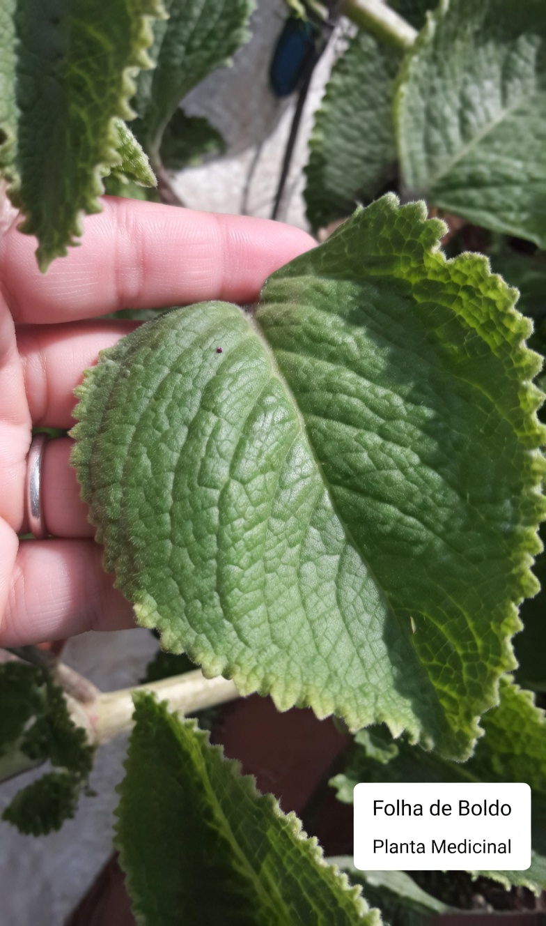 Como o Orégano Orejón Apoia a Saúde dos Olhos Naturalmente: Dicas para Incluir Esta Erva na Sua Rotina de Bem-Estar da Visão