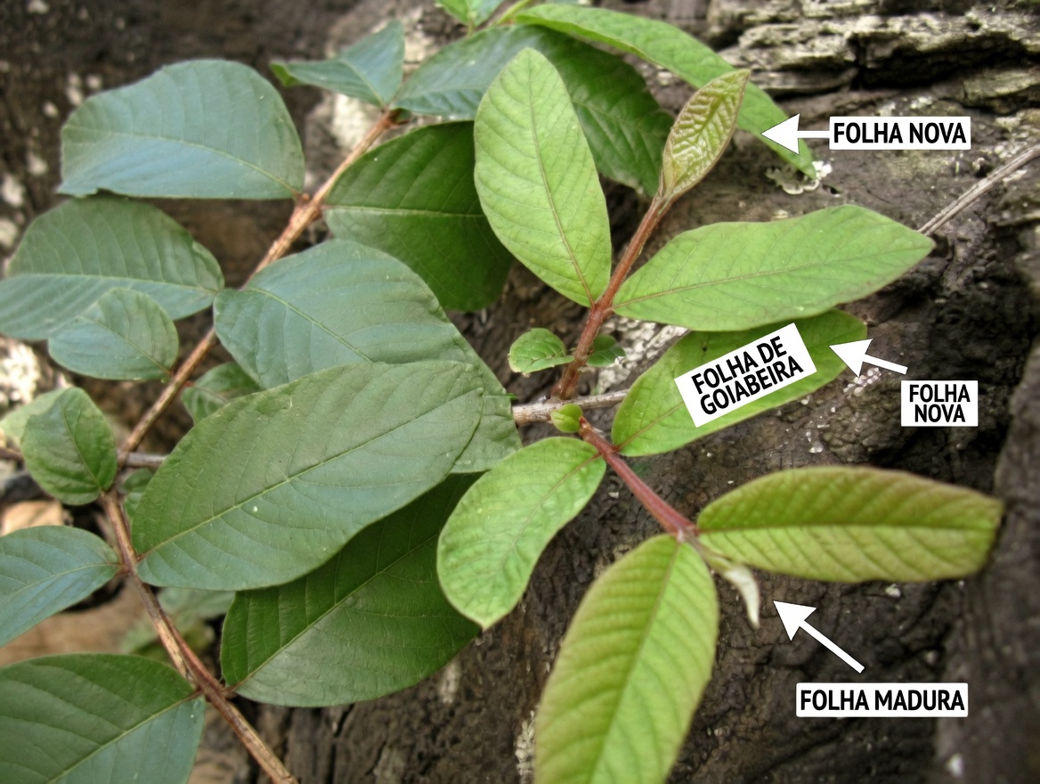 1 Folha Que Reduz o Açúcar no Sangue, Derrete Gordura e Desobstrui as Artérias RÁPIDO – A Ciência Chocante Por Trás da Potência Oculta da Natureza
