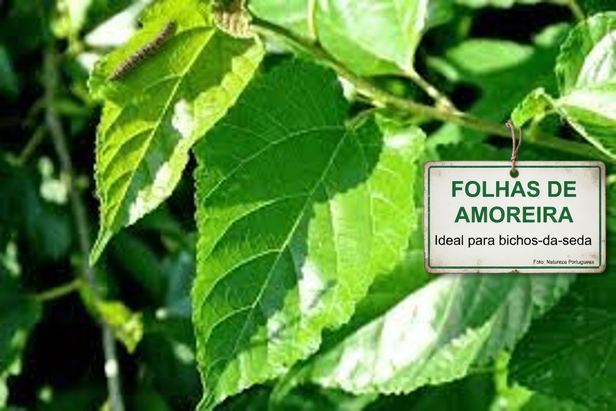 1 Folha Que Reduz o Açúcar no Sangue, Derrete Gordura e Desobstrui as Artérias RÁPIDO – A Ciência Chocante Por Trás da Potência Oculta da Natureza