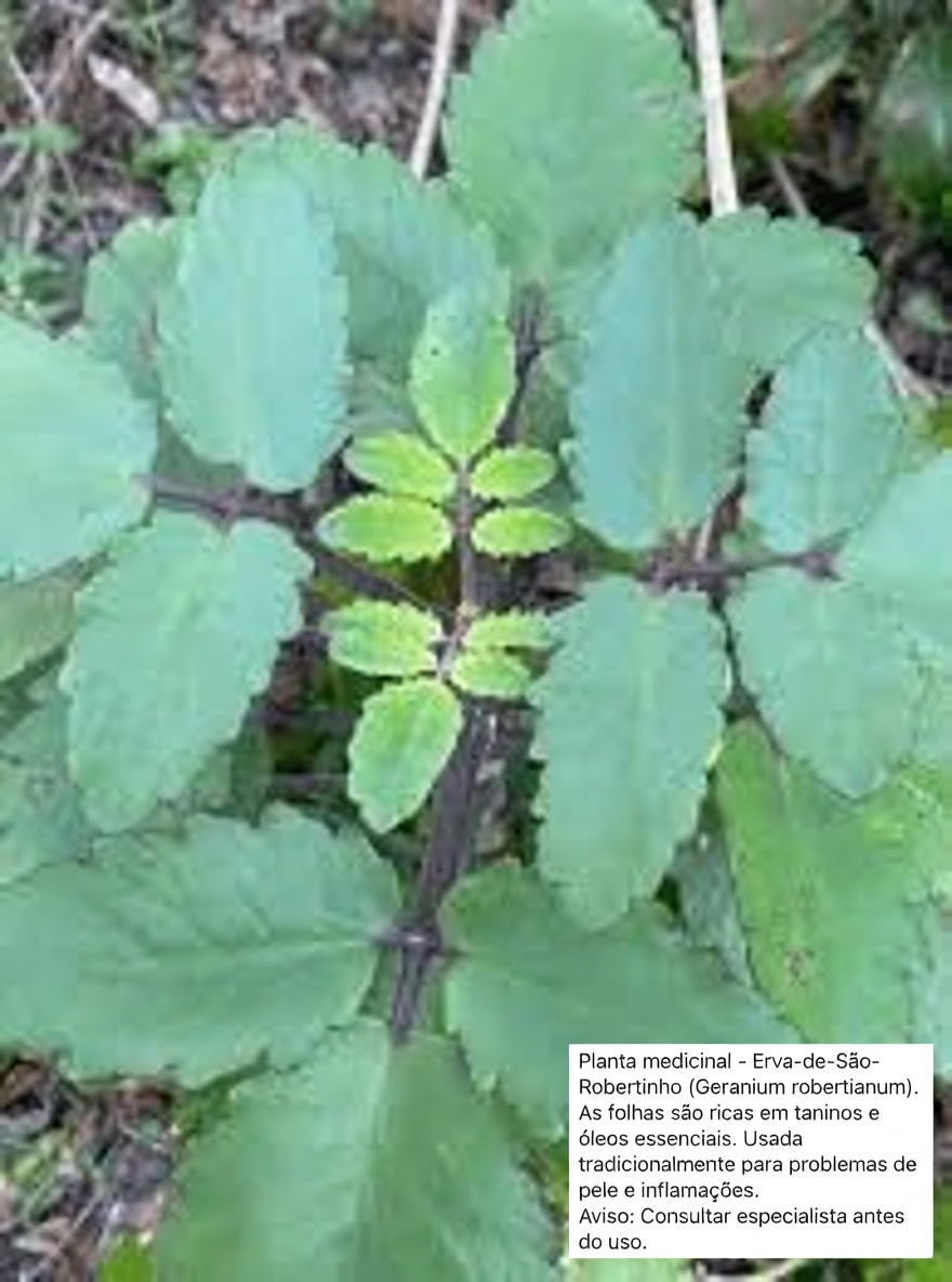 Folha-da-Vida – A Planta Medicinal Que Cresce no Seu Quintal e Que a Big Pharma Reza Para Que Você Nunca Perceba