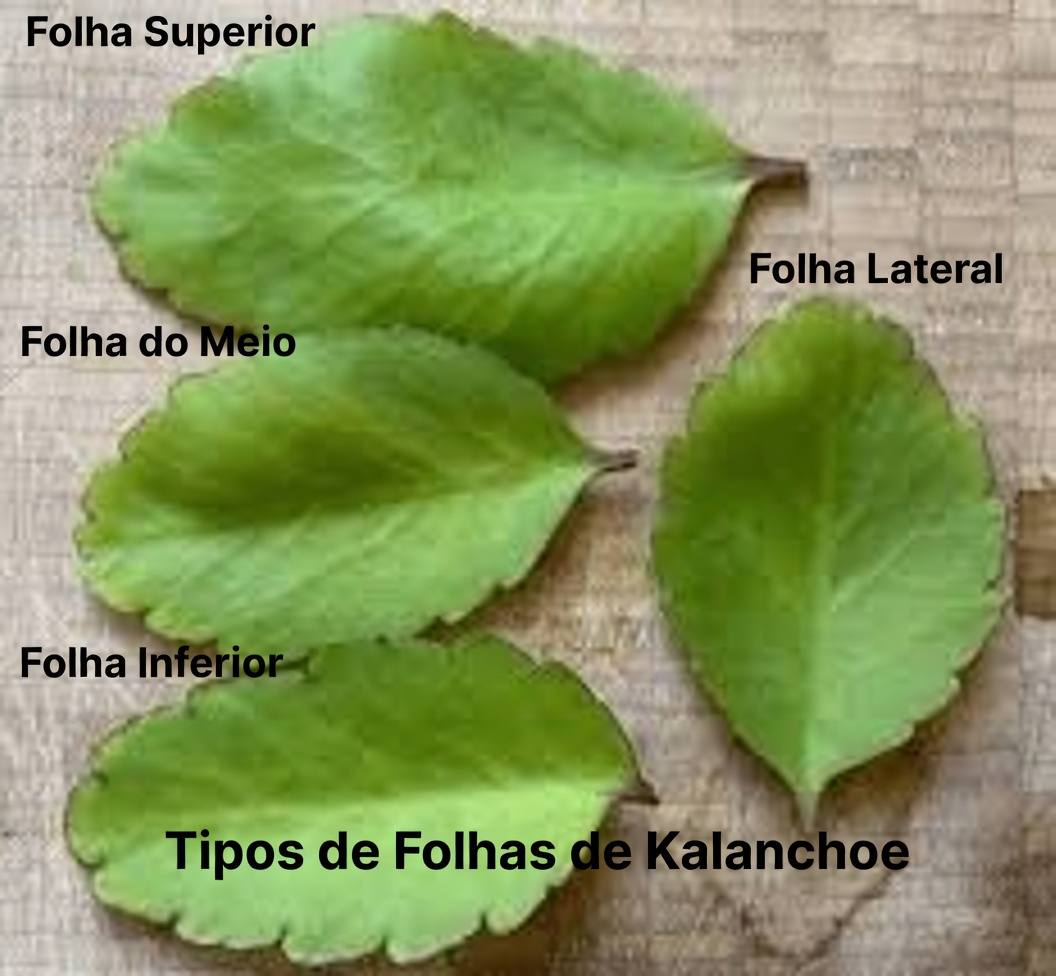 Folha-da-Vida – A Planta Medicinal Que Cresce no Seu Quintal e Que a Big Pharma Reza Para Que Você Nunca Perceba