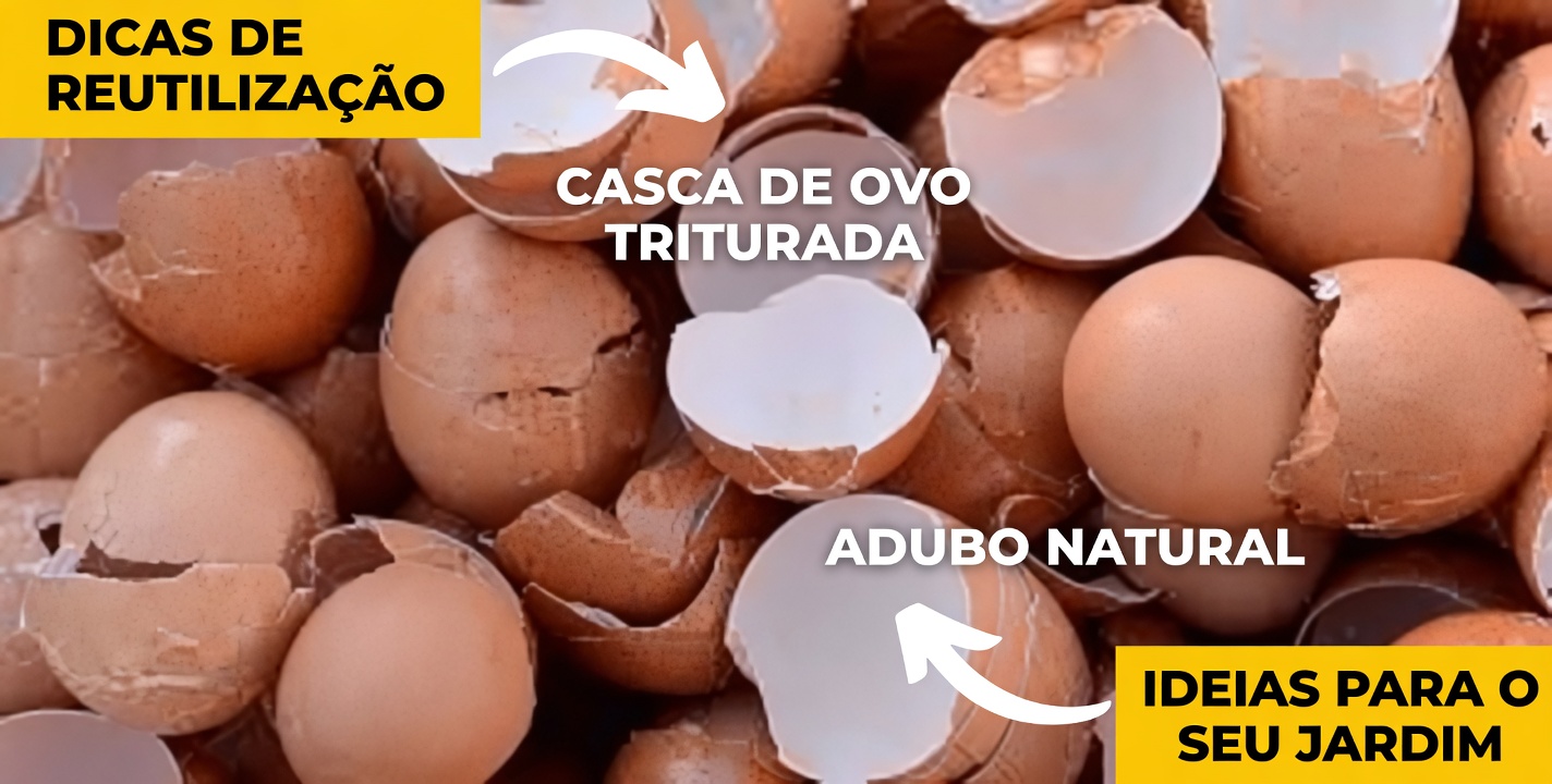 Quando seu joelho perde colágeno, cascas de ovo salvam vidas. Receita no primeiro comentário.