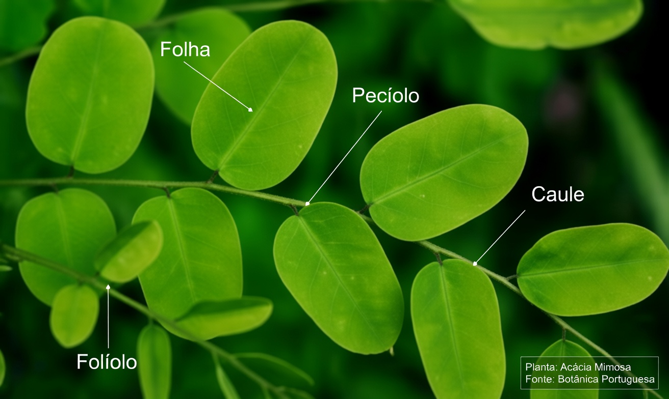 Revelado: A Folha Oculta Que Poderia Mudar a Luta Contra o Câncer