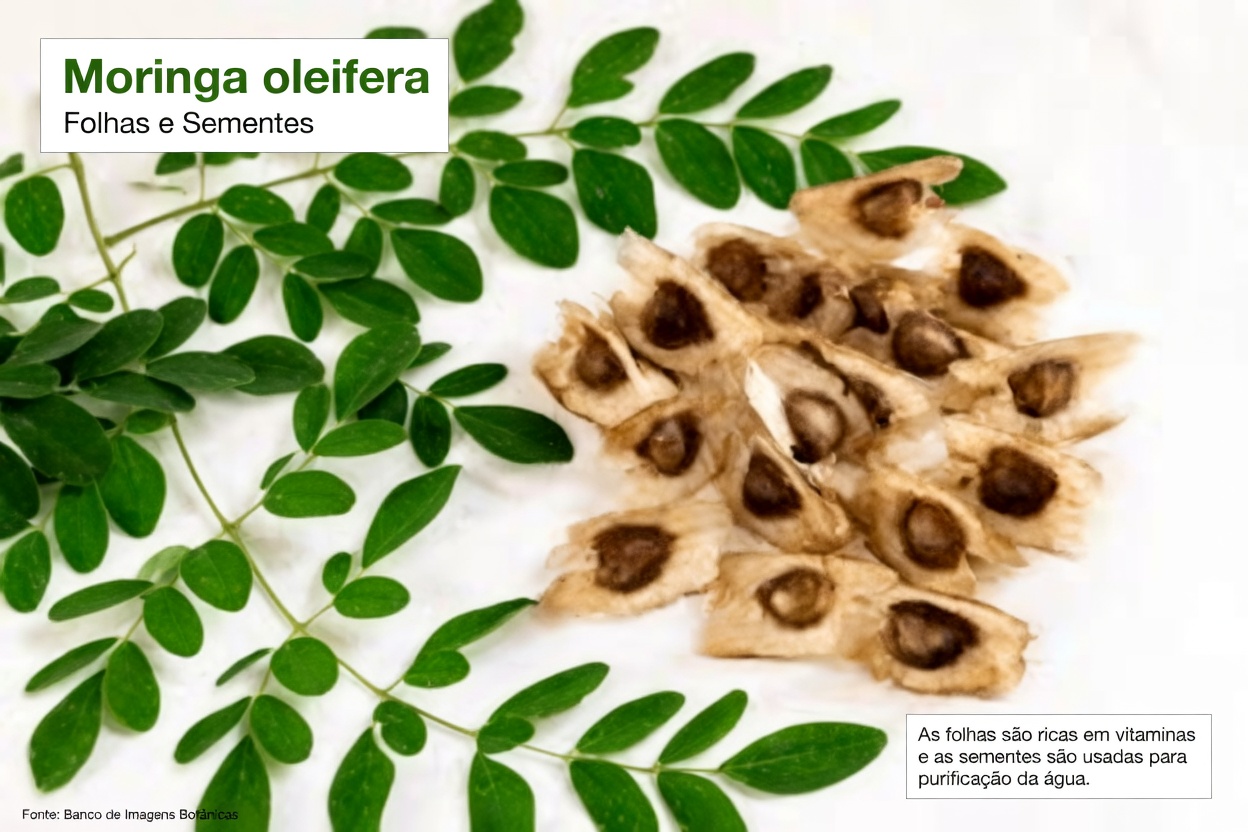 12 Benefícios das Sementes de Moringa que Você Nunca Vai Ouvir do Seu Médico (Mas Deveria Saber)