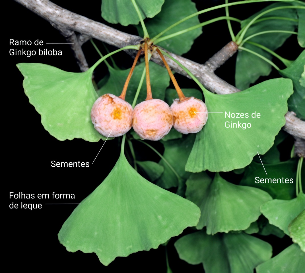 6 Ervas Ocultas que Dissolvem Silenciosamente Coágulos de Sangue Perigosos nas Pernas