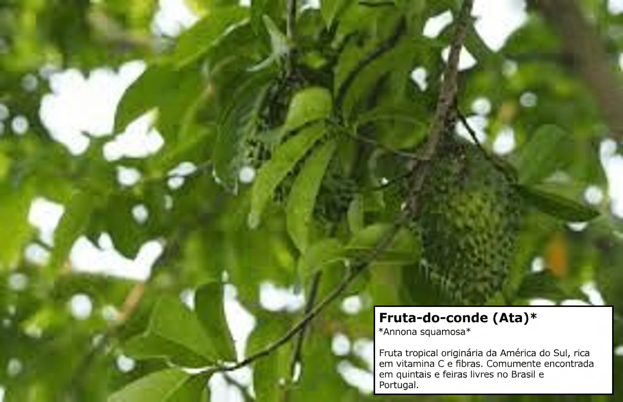 Os médicos não vão te contar sobre esta folha que DESTRÓI O CÂNCER (Não perca)