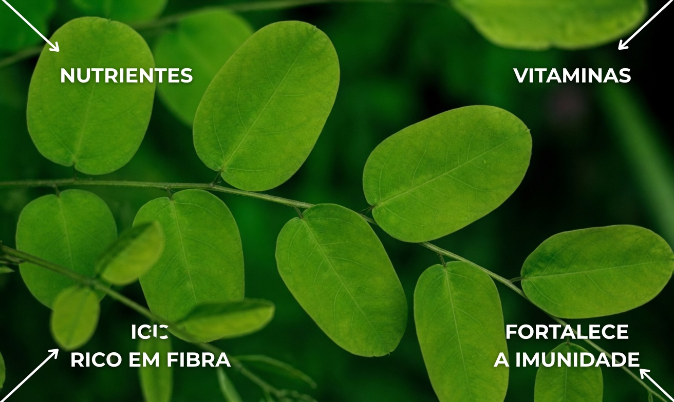 MILAGRE! 1 folha DESTRÓI o diabetes, o colesterol ruim e a barriga de gordura! | Saúde do Idoso