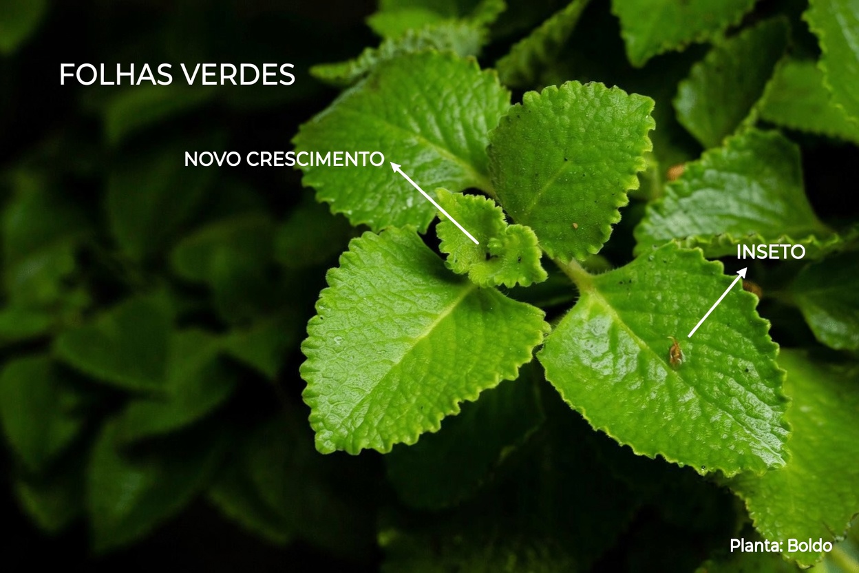 Uma Folha por Dia: O Poder Oculto do Orégano Orejón