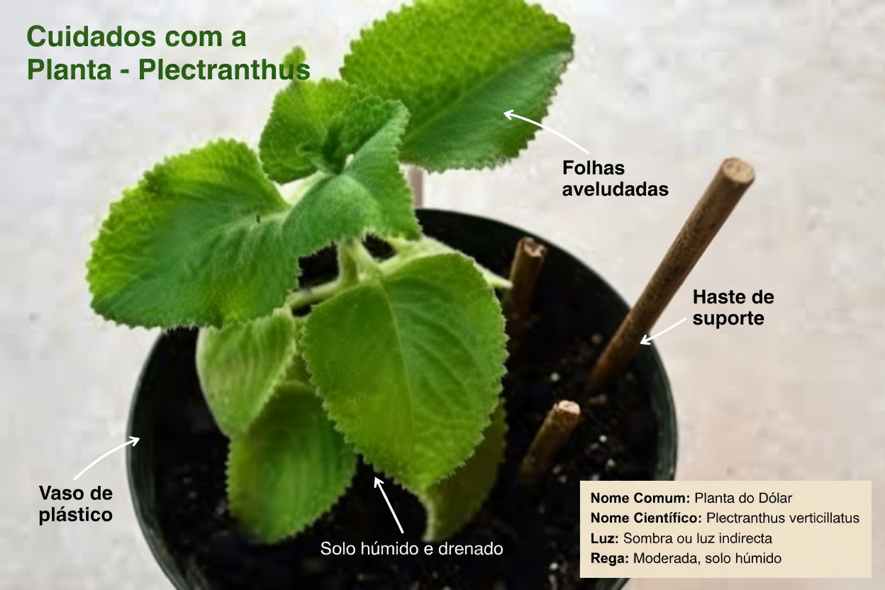 O Remédio Natural que Está Mudando os Cuidados com os Olhos: Visão Mais Nítida Sem Depender de Óculos?