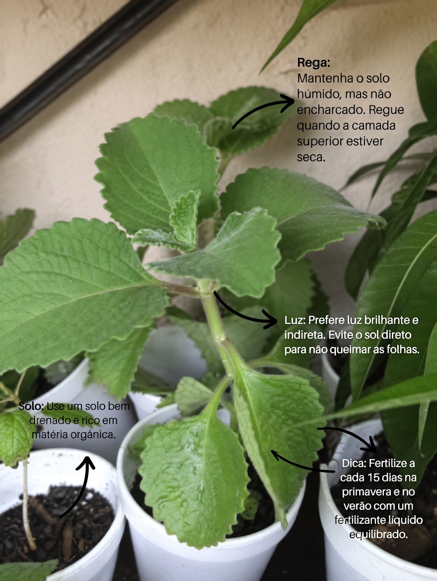 O Remédio Natural que Está Mudando os Cuidados com os Olhos: Visão Mais Nítida Sem Depender de Óculos?