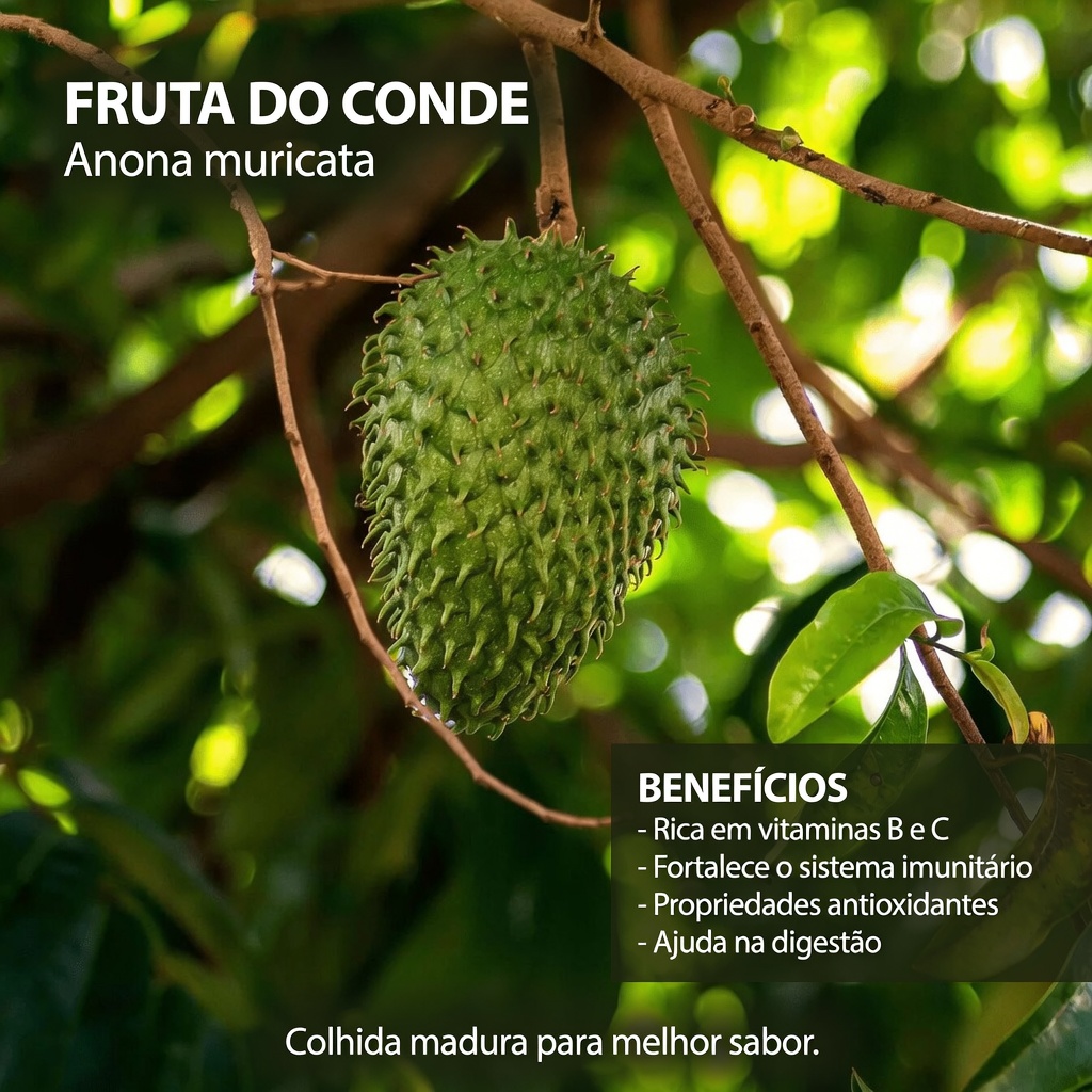 A Folha de que Todos Estão Falando: Explorando as Folhas de Graviola e Seu Potencial Papel no Bem-Estar