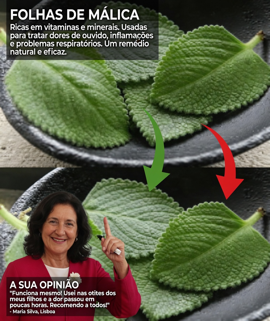 Descubra o Orégano Orejón: a erva pouco conhecida que pode ajudar a manter uma visão saudável no dia a dia