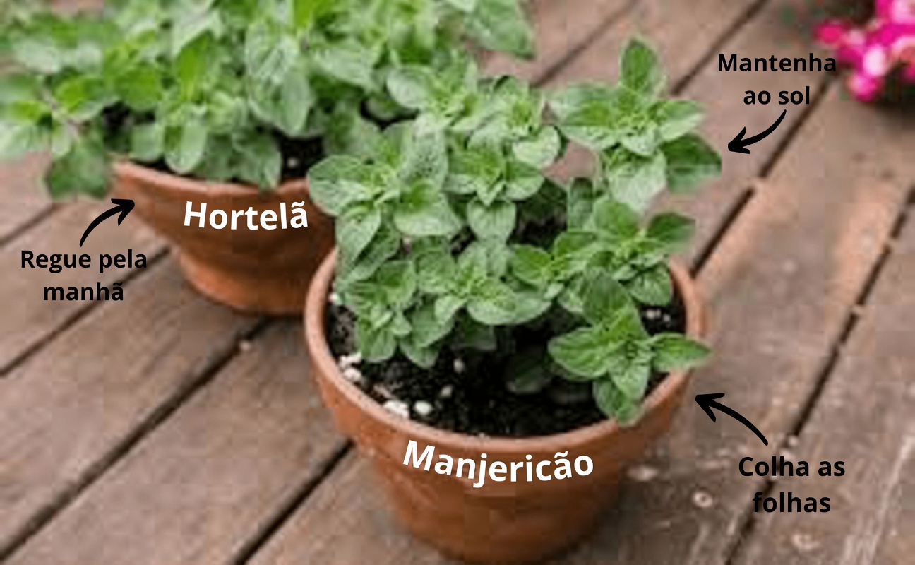 Descubra o Orégano Orejón: a erva pouco conhecida que pode ajudar a manter uma visão saudável no dia a dia