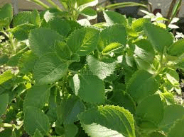 Descubra o Orégano Orejón: a erva pouco conhecida que pode ajudar a manter uma visão saudável no dia a dia