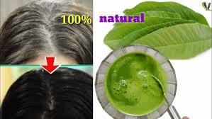 Folhas de goiabeira para o crescimento capilar: 12 maneiras naturais pelas quais esta folha pode ajudar a ter um cabelo mais saudável e cheio