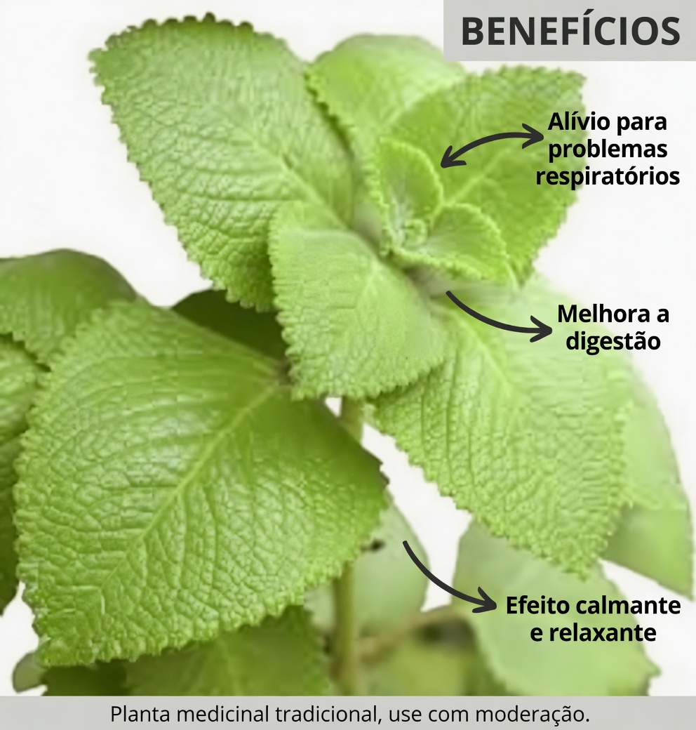 Orégano Orejón: Apenas 1 Folha por Dia para Apoiar sua Saúde Naturalmente