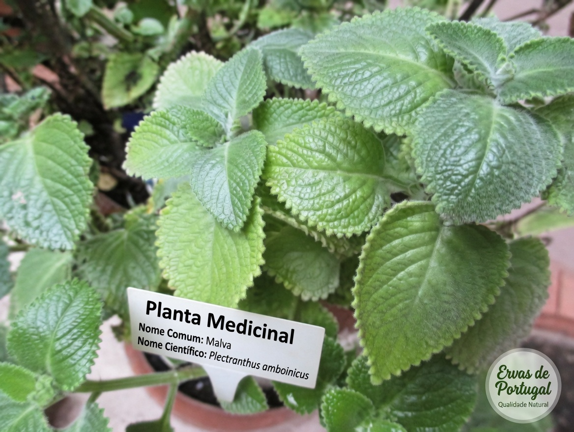 Orégano Orejón: Apenas 1 Folha por Dia para Apoiar sua Saúde Naturalmente