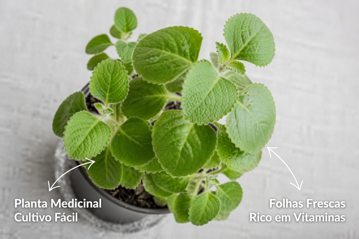 Orégano Orejón: Apenas 1 Folha por Dia para Apoiar sua Saúde Naturalmente