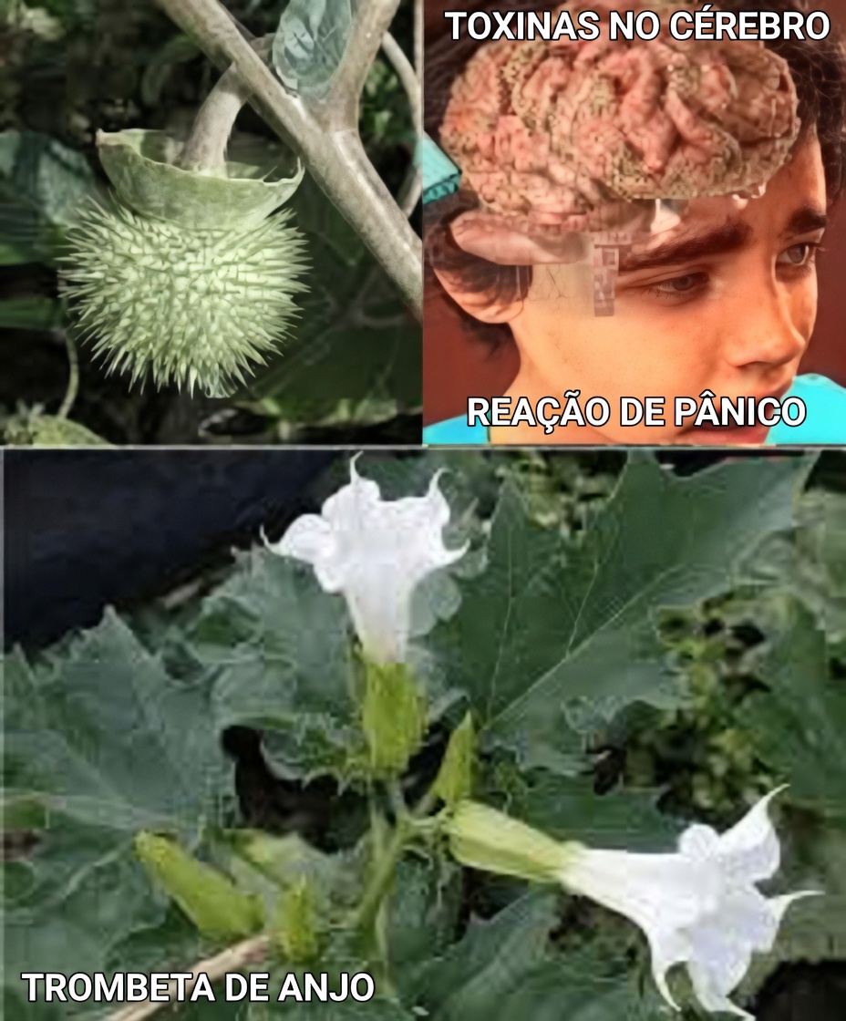 O Gênero Datura: 12 Razões Assustadoras pelas Quais Esta “Trombeta dos Anjos” Está a Um Toque do Desastre