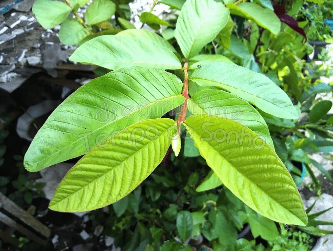 1 Folha Que Reduz o Açúcar no Sangue, Derrete Gordura e Desobstrui as Artérias RÁPIDO – A Ciência Chocante Por Trás da Potência Oculta da Natureza