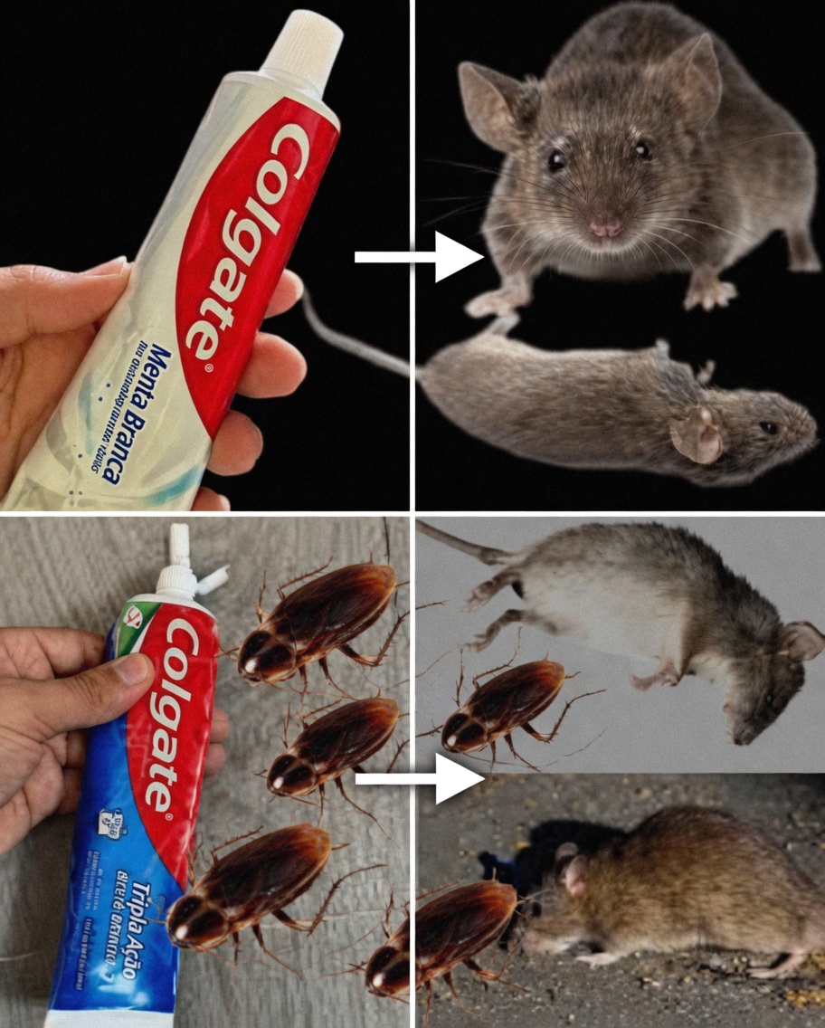 Pare de Desperdiçar Dinheiro com Venenos para Pragas: Será que a Pasta de Dente Realmente Ajuda a Manter Ratos, Baratas e Formigas Longe?