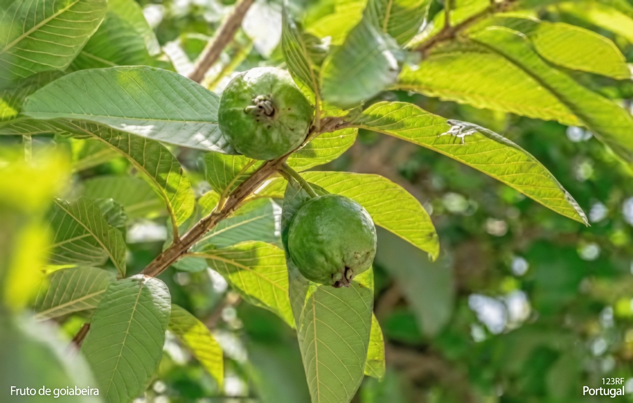 Como a Goiaba Pode Apoiar Naturalmente a Saúde Ocular para Pessoas com Mais de 50 Anos