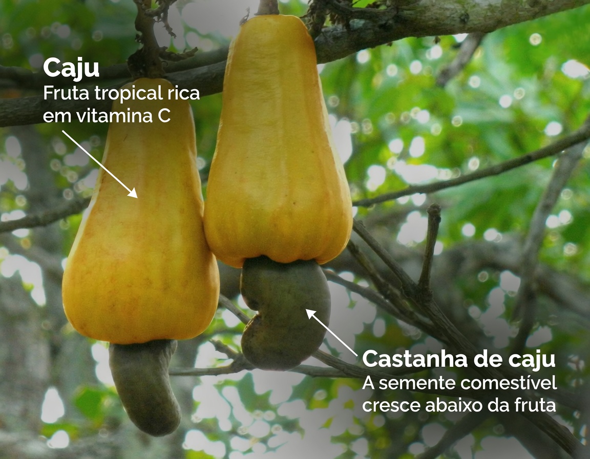 O que os médicos realmente dizem sobre comer castanhas de caju: benefícios, riscos e a verdade por trás das manchetes caça-cliques