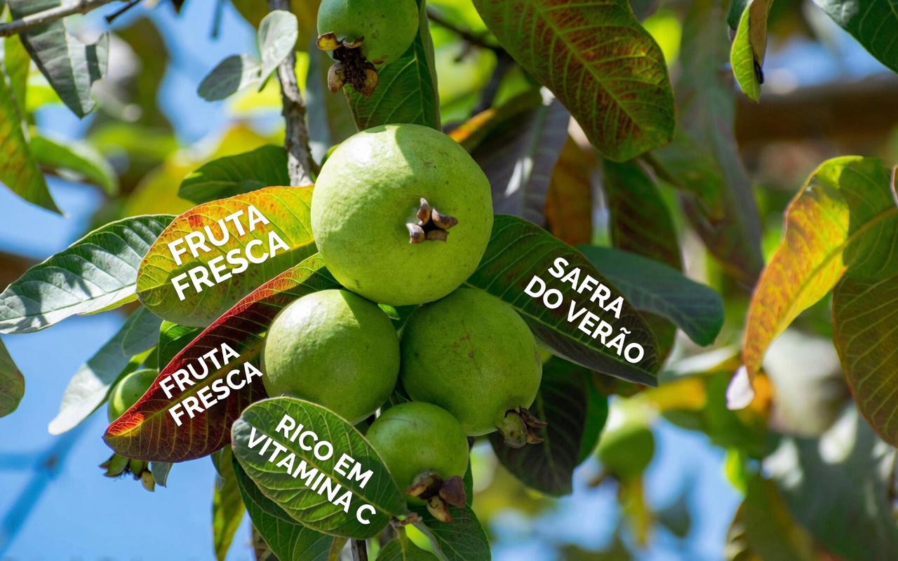 Top 3 Maneiras de Tratar a Cárie Dentária com Folhas de Goiabeira – Simples e Econômico