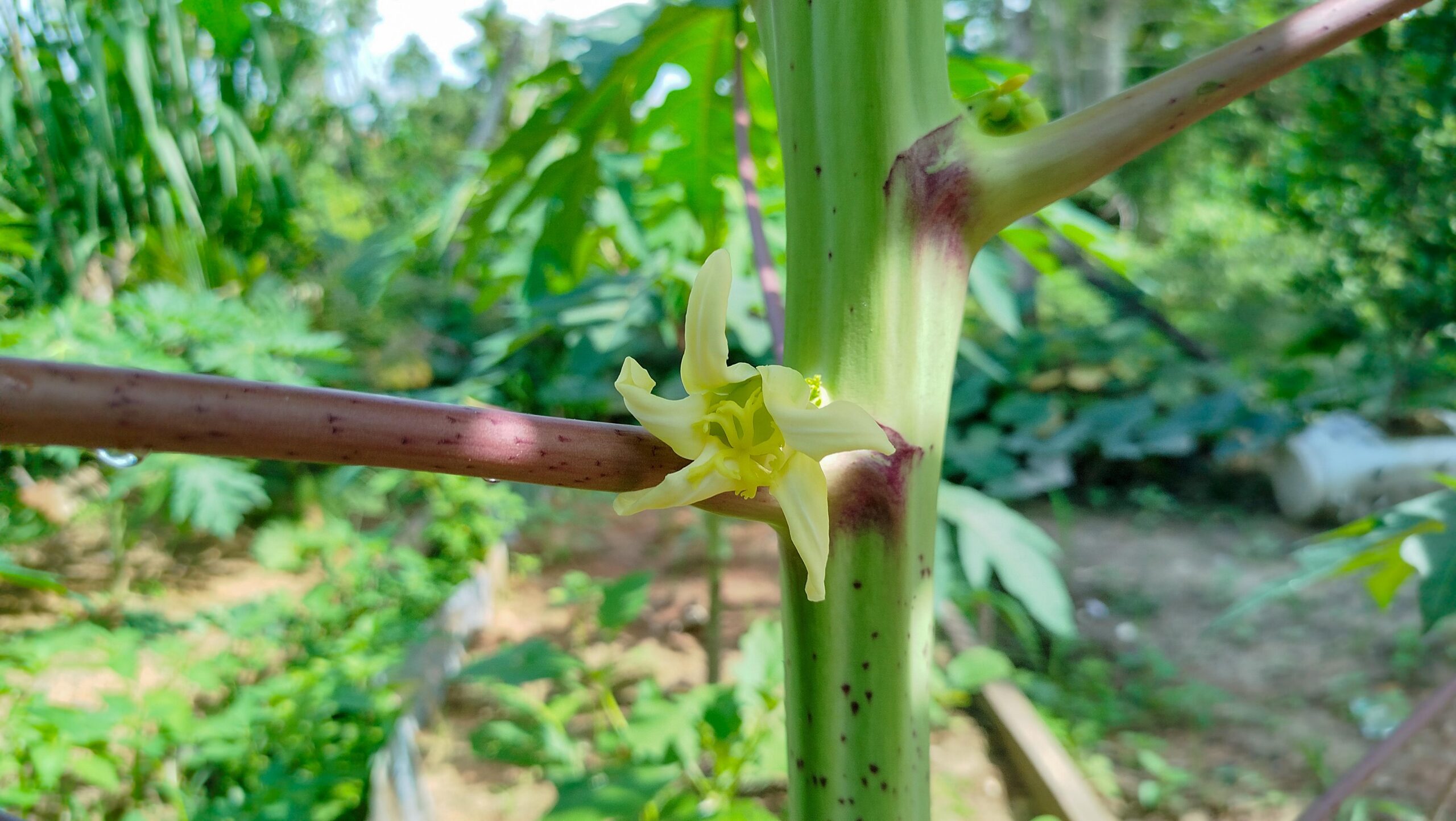 Explore 17 maneiras pelas quais as flores de mamão podem ajudar a sua saúde depois dos 30 anos
