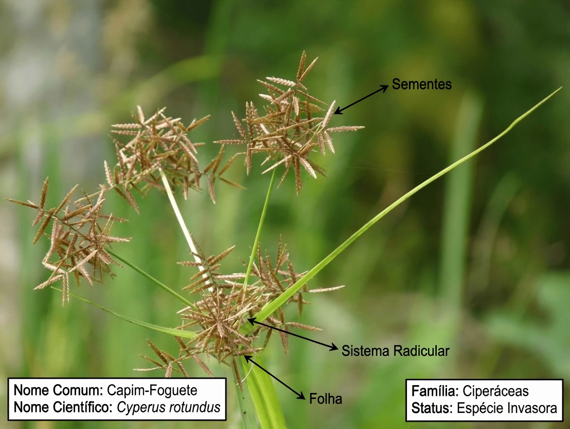 A Erva Oculta: Curandeiros Antigos Protegeram a Tira—Seria Ela o Segredo Definitivo para a Saúde Natural?