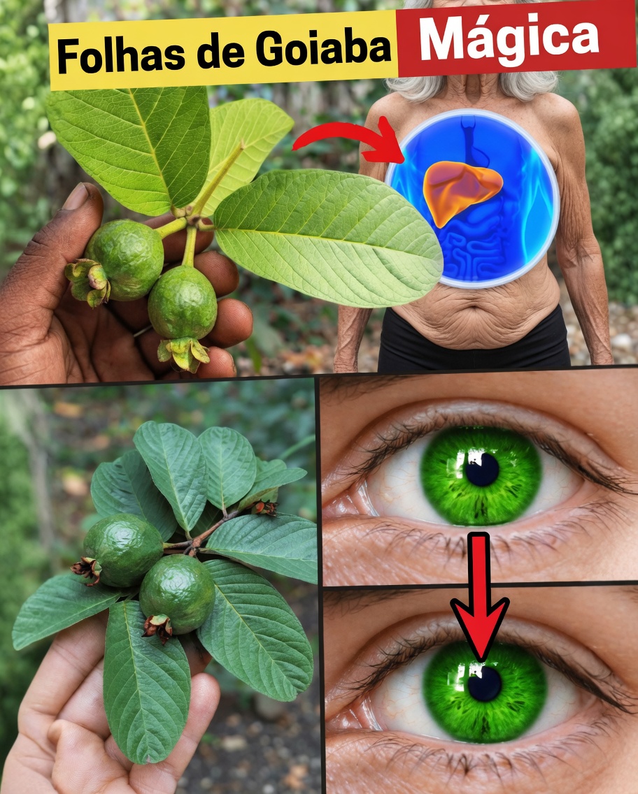 17 Benefícios Surpreendentes das Folhas de Goiabeira Que Você Nunca Soube – A Potência Natural Negligenciada Transformando a Saúde dos Americanos Acima de 40 Anos