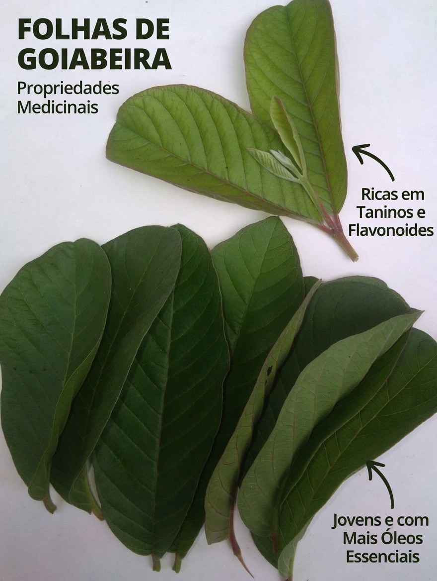 17 Benefícios Surpreendentes das Folhas de Goiabeira Que Você Nunca Soube – A Potência Natural Negligenciada Transformando a Saúde dos Americanos Acima de 40 Anos