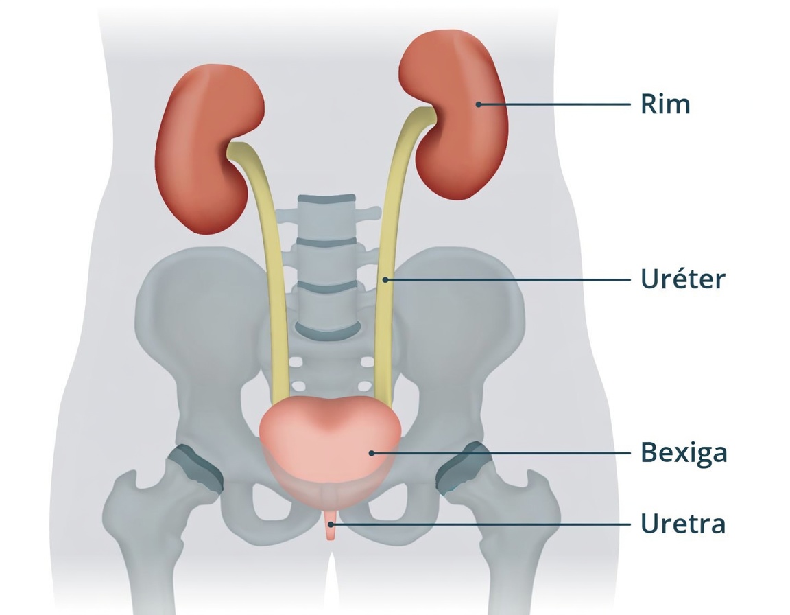Cebola e cascas de cebola: uma abordagem natural suave para o bem-estar da próstata e da bexiga