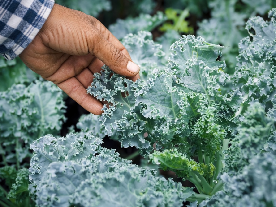 5 Folhas Essenciais para Melhorar Naturalmente a Saúde dos Seus Olhos