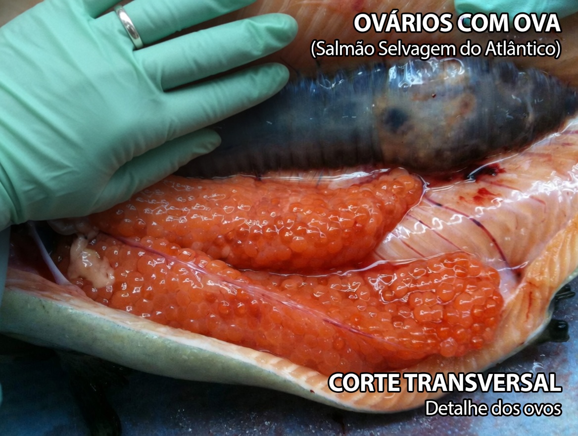 Top 10 Superalimentos que Podem Apoiar a Saúde Renal e Ajudar a Controlar a Proteinúria