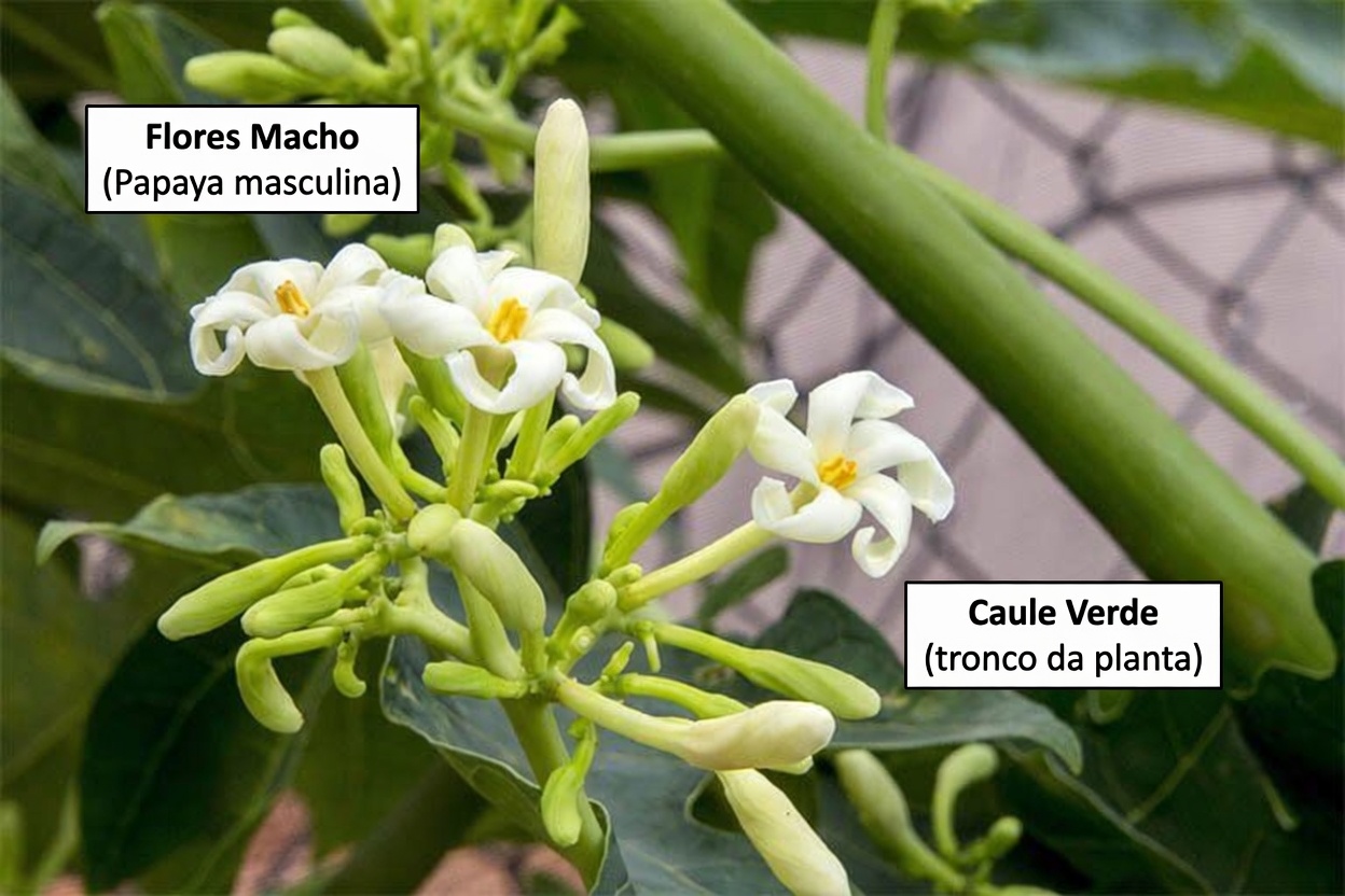 O Segredo do Bem-Estar Familiar que Você Nunca Ouviu Falar: Mel de Flor de Mamão para Conforto Digestivo, Imunidade e Muito Mais