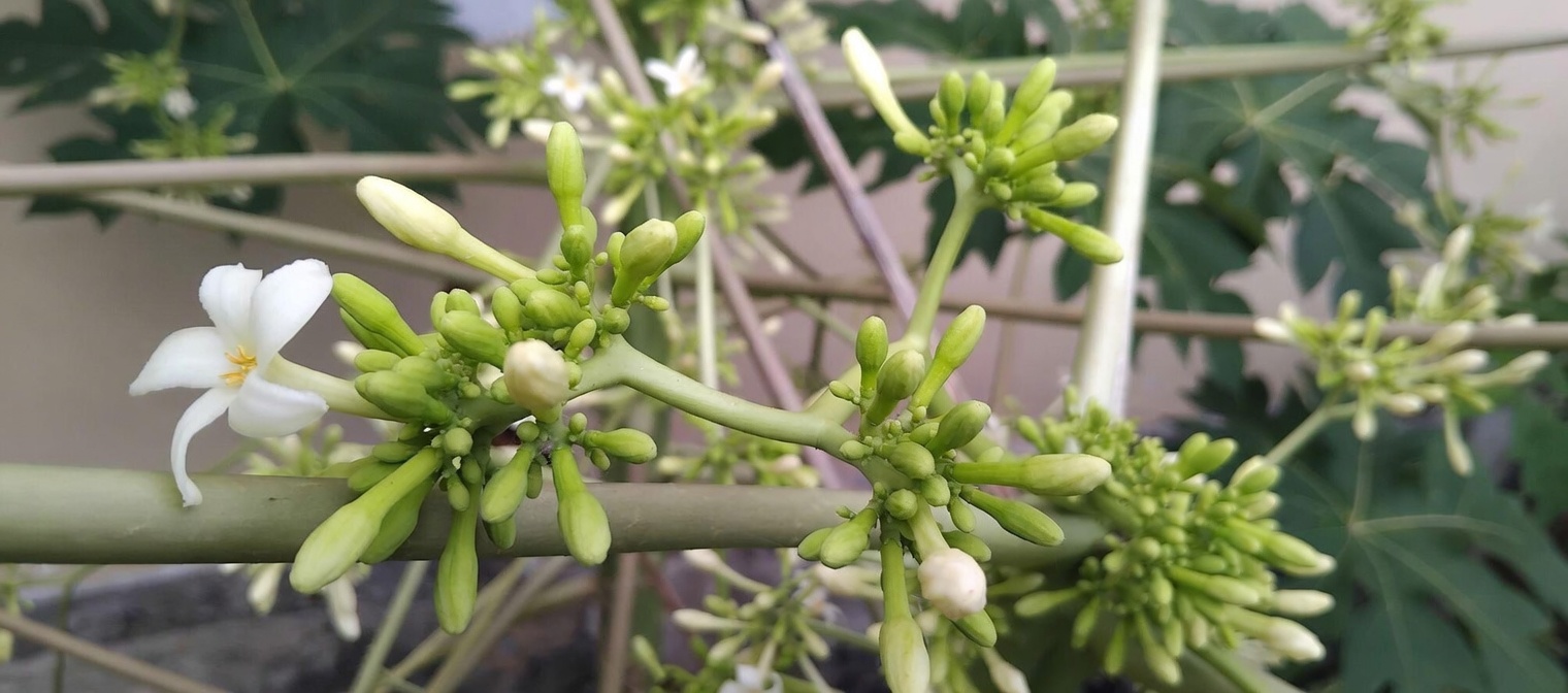 O Segredo do Bem-Estar Familiar que Você Nunca Ouviu Falar: Mel de Flor de Mamão para Conforto Digestivo, Imunidade e Muito Mais